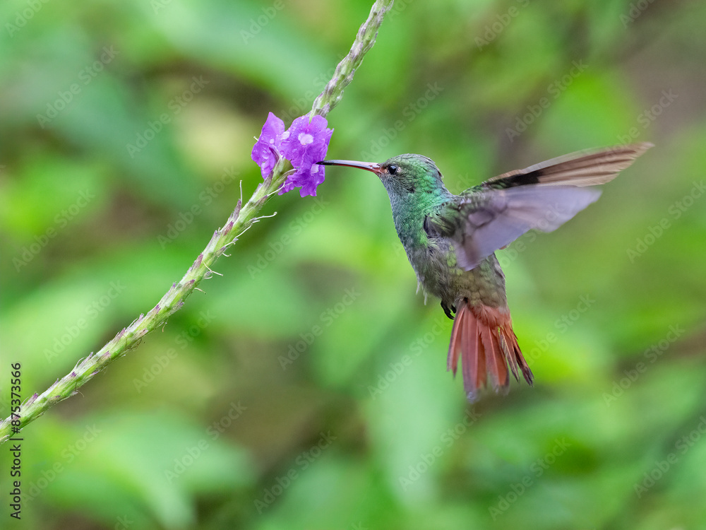 Fototapeta premium rufous-tailed hummingbird