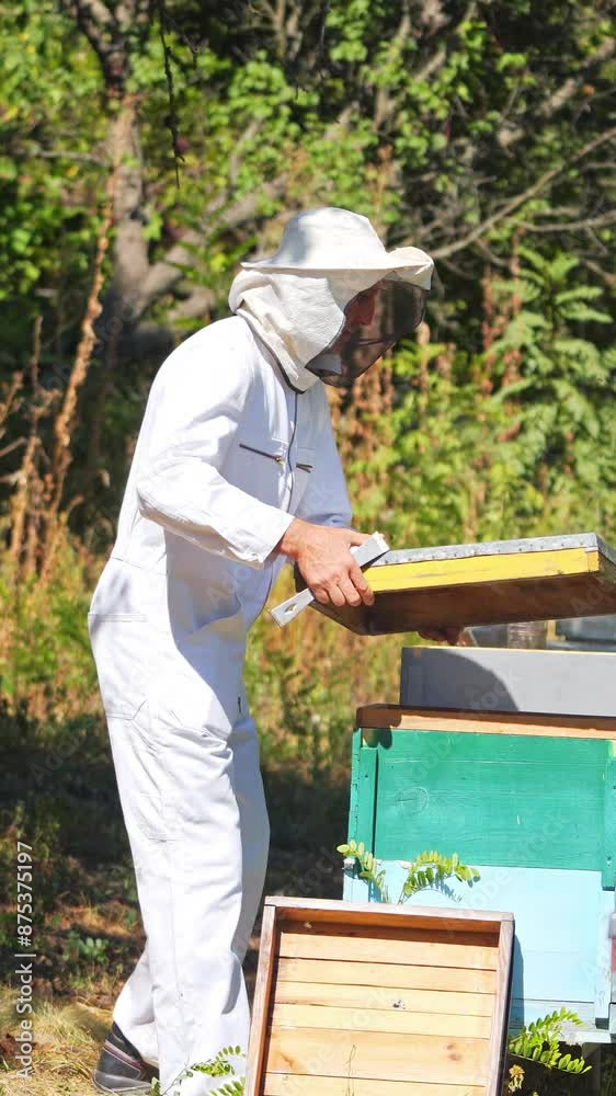 Experienced apiarist on apiary. Profile view of a beekeeper near wooden beehives in the forest. Bee master in white protective uniform working in a bee-garden in summer. Vertical video Experienced apiarist on apiary. Profile view of a beekeeper near wooden beehives in the forest. Bee master in white protective uniform working in a bee-garden in summer. Vertical video