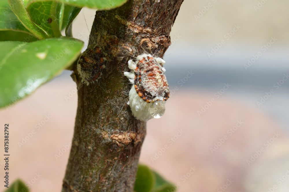Cochenilles se nourrissant aux dépends d'une plante. Cochenilles se nourrissant aux dépends d'une plante.