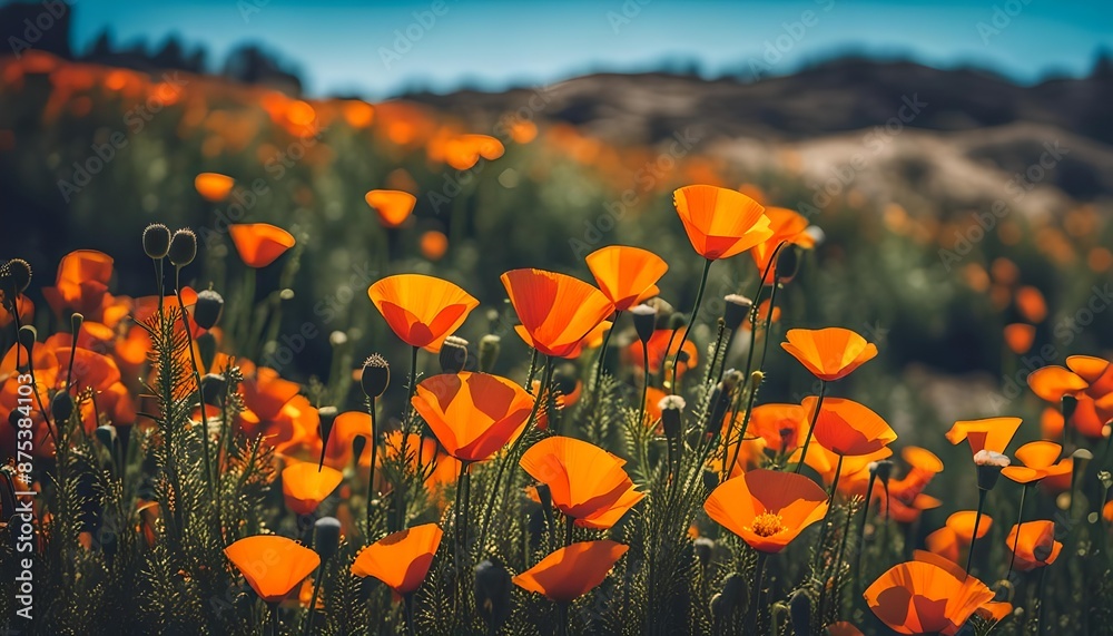 Obraz premium California Poppy And Blue Sky
