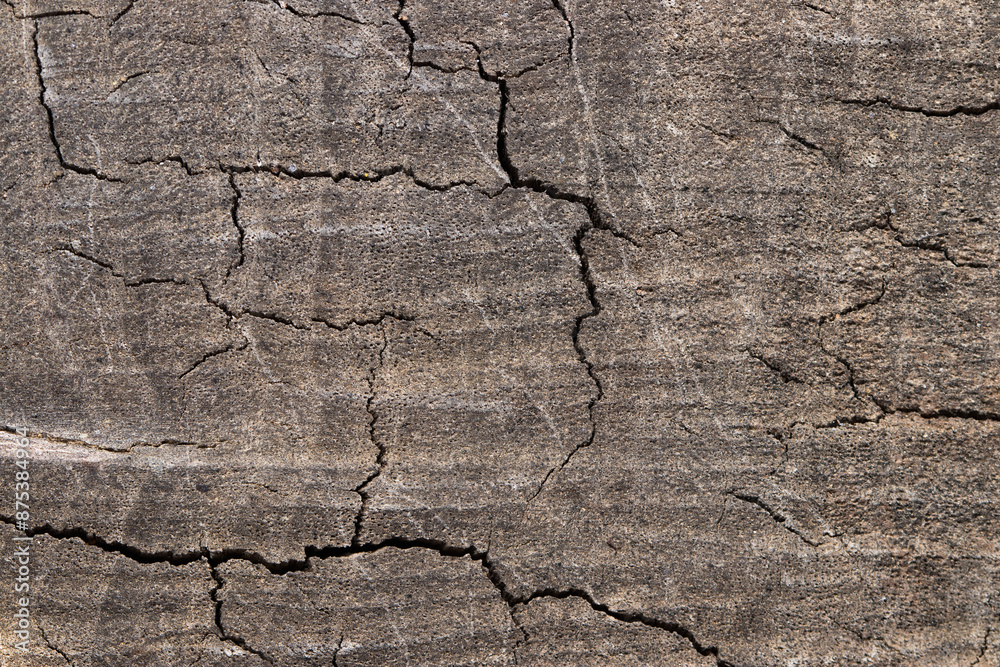 Obraz premium the texture of a gray-hued tree in close-up