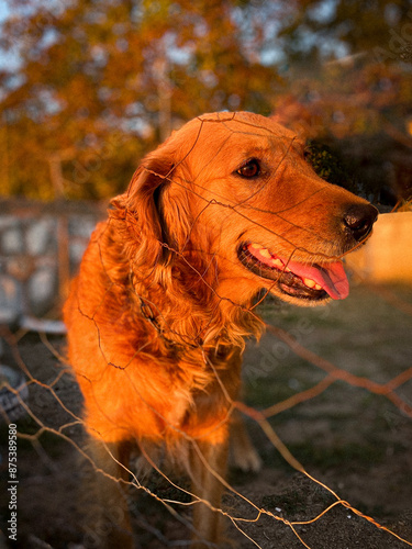 Obraz na płótnie golden retriever dog