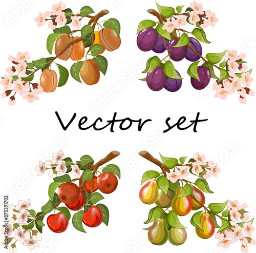 Branches with fruits in the illustration.Set of branches with apples, pears, apricots and plums in color vector illustration.