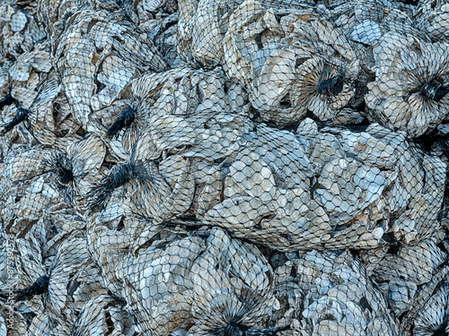 Background Of Mesh Bags With Oyster Shells