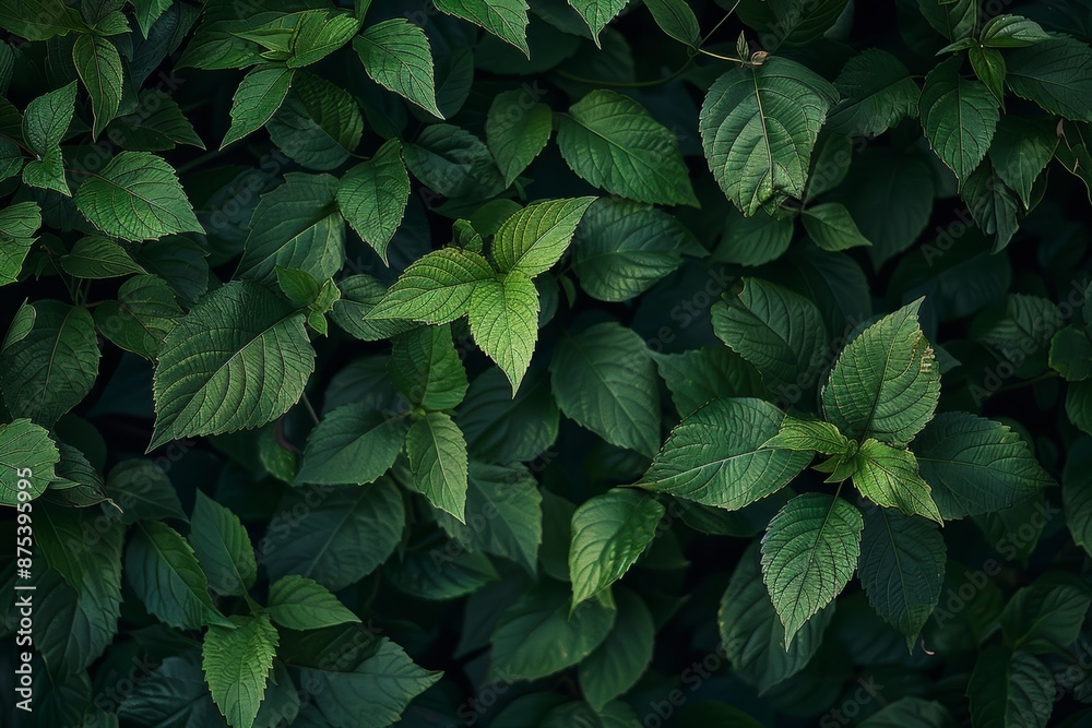 Lush green foliage fills the frame, showcasing vibrant leaves with prominent veins and serrated edges in various shades of deep green. Lush green foliage fills the frame, showcasing vibrant leaves with prominent veins and serrated edges in various shades of deep green.