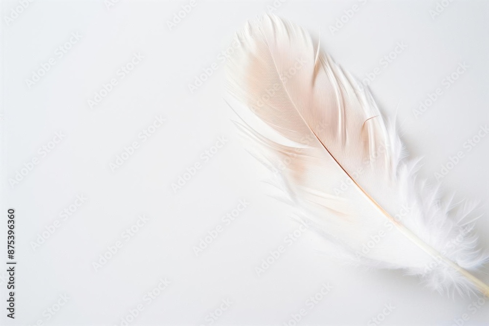 Fototapeta premium Close-up of a delicate white feather on a light background, showcasing natural beauty and softness.