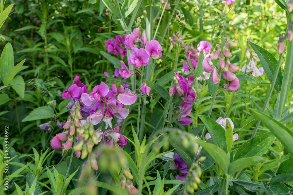 Close-up of a pink flowering broad-leaved sweet pea, Lathyrus latifolius Close-up of a pink flowering broad-leaved sweet pea, Lathyrus latifolius
