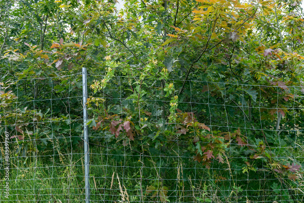 Fototapeta premium Fenced-in commercial forest with young deciduous trees