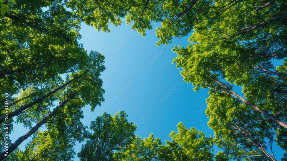Fototapeta premium Tall Green Trees Forming a Circular Canopy Against a Clear Blue Sky, Representing Nature's Serenity and Environmental Harmony