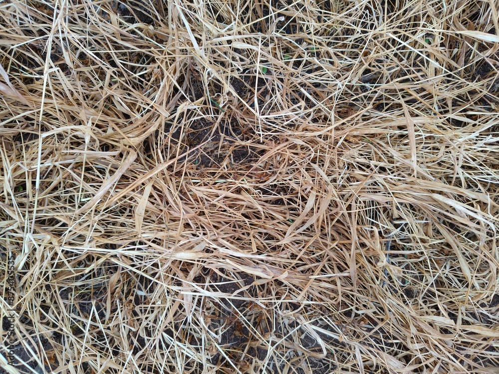 Dry Grass burned yellow grass background dry grass texture backdrop Dry Grass burned yellow grass background dry grass texture backdrop
