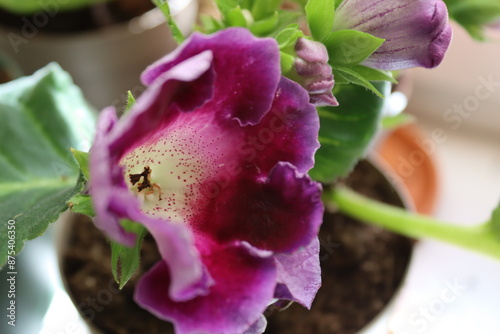 A close-up photo of a vibrant purple gloxinia flower with velvety petals and a yellow stamen in the center. photo