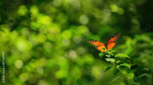 Closeup butterfly sucking nectar from beautiful color flowers