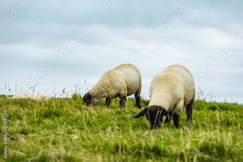 Natural scenery of the Cliffs of Moher, Galway, Ireland