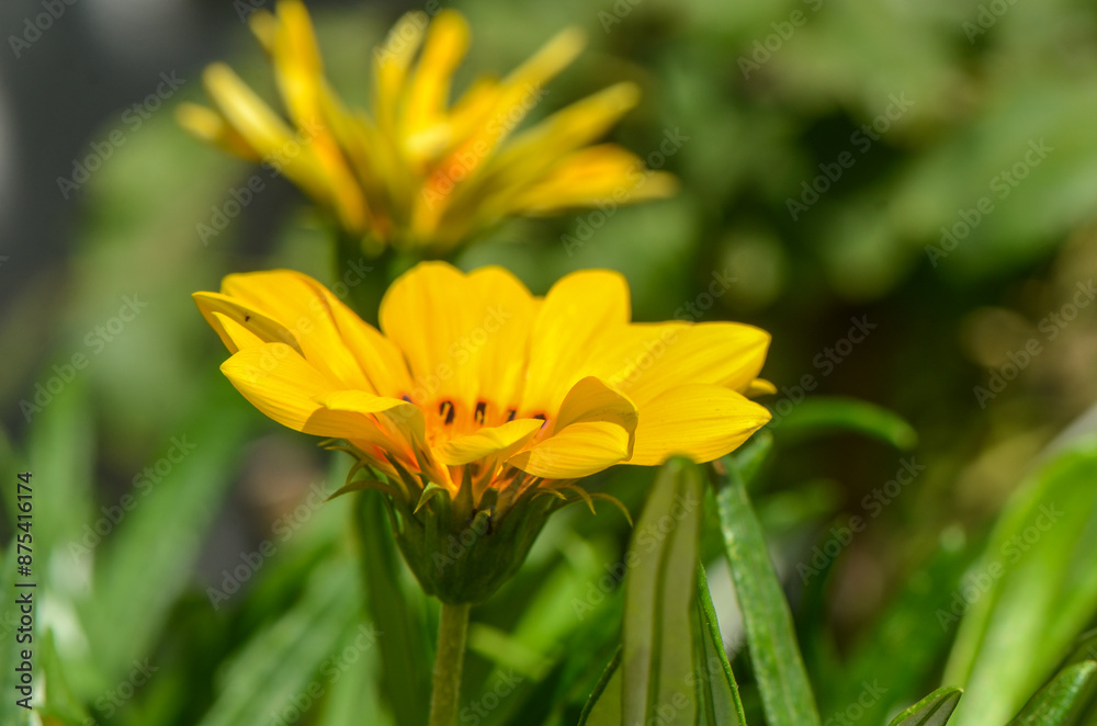 Flower of Gazania Linearis against green grass in spring garden, Flower of Gazania Linearis against green grass in spring garden,