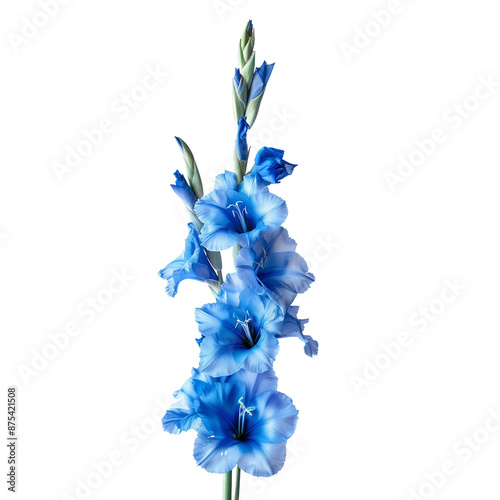 Obraz na płótnie Blue Gladiolus Cut Out