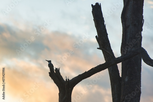 A pied kingfisher looks out for prey while sitting on a dry tree branch against the backdrop of the sunset sky.