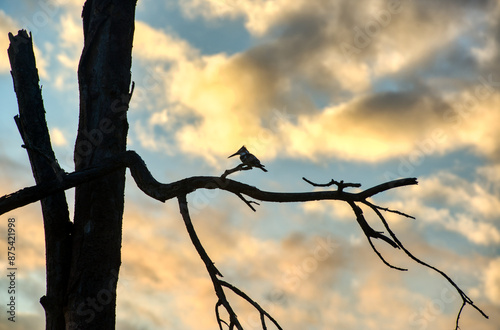 A pied kingfisher looks out for prey while sitting on a dry tree branch against the backdrop of the sunset sky.