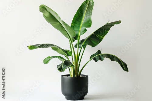 Modern indoor plant in black pot on white background decorative banana palm