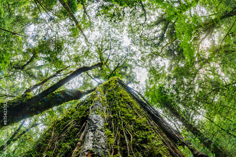 Obraz premium Mawphlang Sacred forest or lawkyntang is an ancient forest preserved by the local khasi people near shillong meghalaya green mossy forest in India.