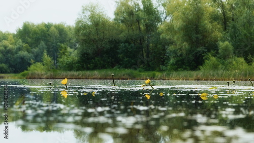 Serene Water Lilies Pond Wide Angle Natural Light photo