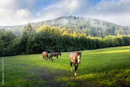 Fototapeta Naklejka Na Ścianę i Meble -  Three horses in a green grazing field, surrounded by forest and mountains, fog rising after rain. Snieznik massif, Miedzygorze, Poland.