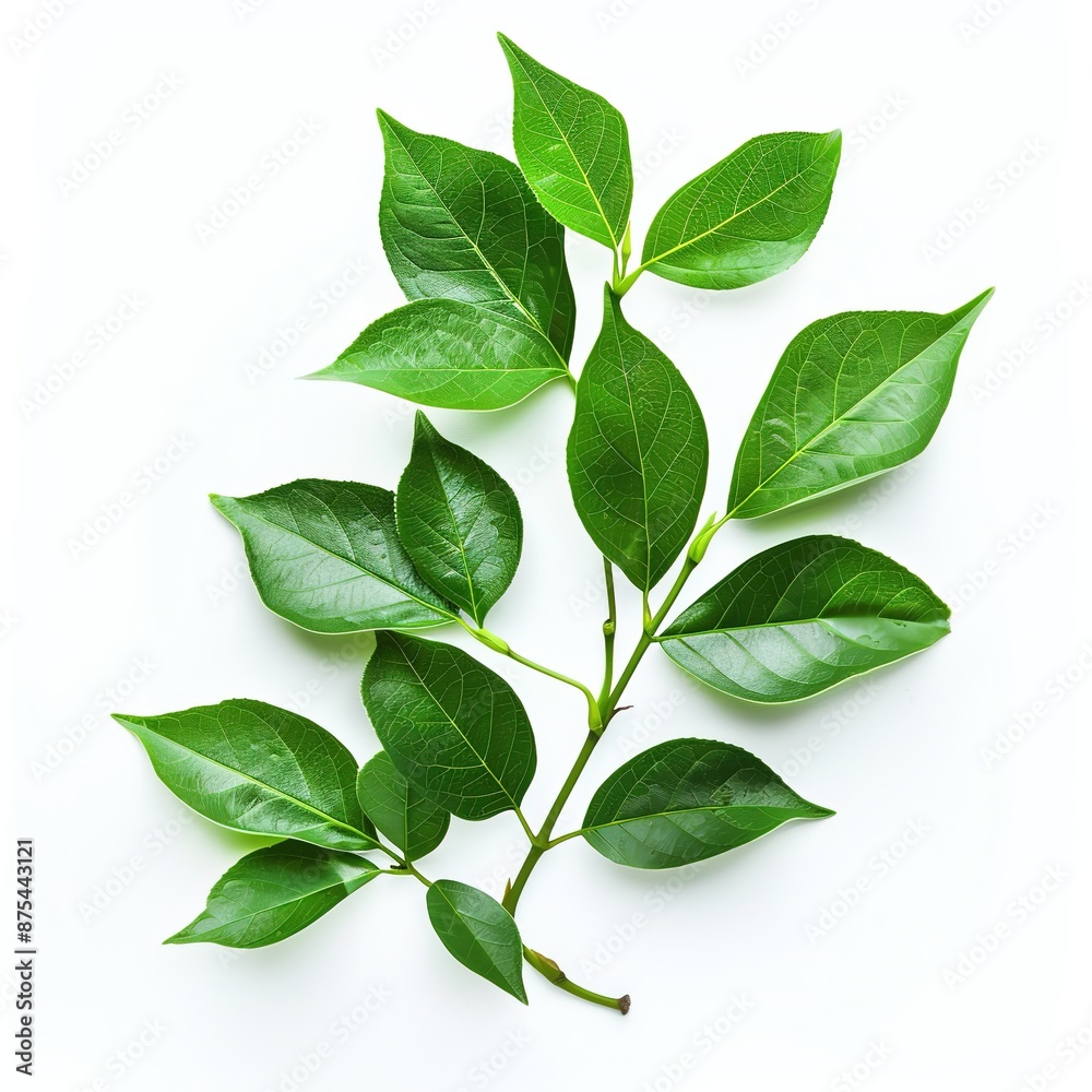 green_leaves_isolated_on_white_background green_leaves_isolated_on_white_background