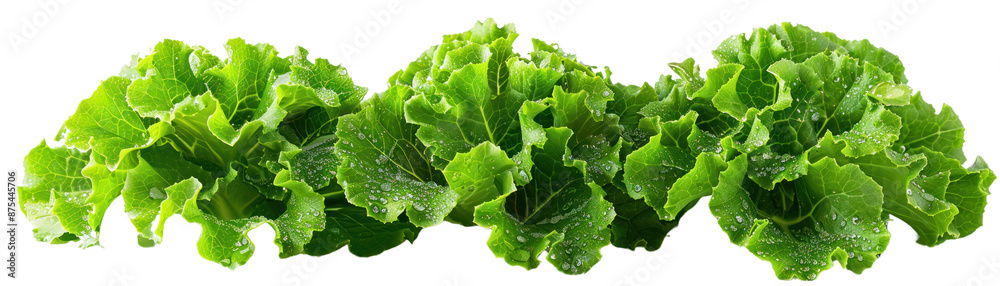 Fresh green lettuce leaves lined up in a row over a white background, highlighting crisp textures and vibrant color perfect for salads. Fresh green lettuce leaves lined up in a row over a white background, highlighting crisp textures and vibrant color perfect for salads.
