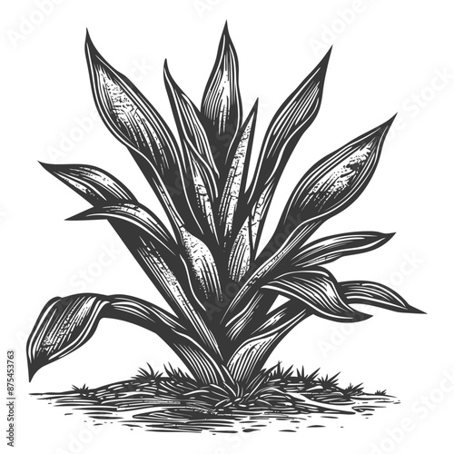 Vintage Woodcut Illustration of a Lush Hosta Plant