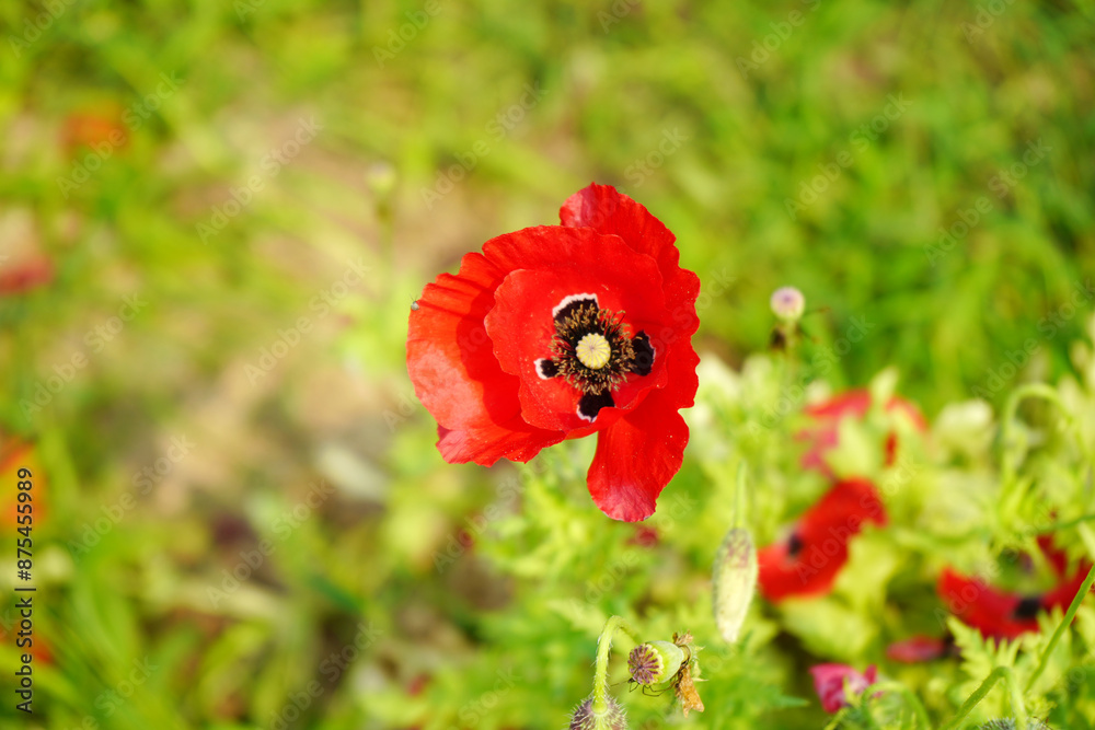 Close up of Red Poppy flower Close up of Red Poppy flower