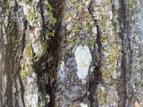 background bark wood texture tree natural pattern old trunk wooden.