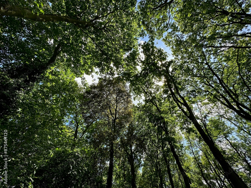 Beautiful trees with green leaves growing in park, bottom view Beautiful trees with green leaves growing in park, bottom view
