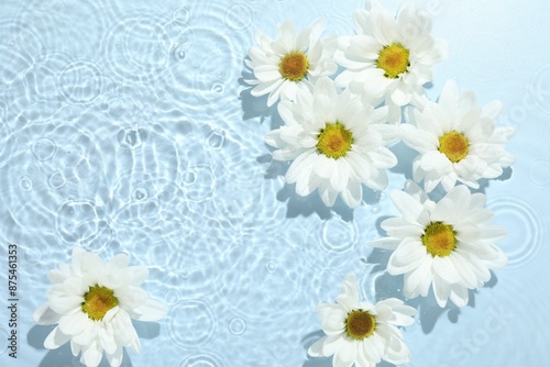 Beautiful daisy flowers in water on light blue background, top view. Space for text