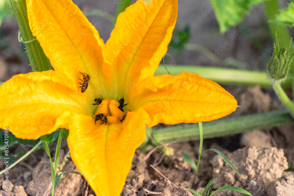 zucchini, courgette, pumpkin in the garden, yellow flower, field zucchini, courgette, pumpkin in the garden, yellow flower, field