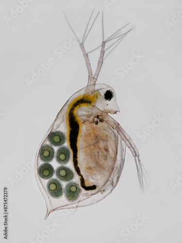 ein wasserfloh als mikroskopaufnahme vor weißem hintergrund, daphnia pulex