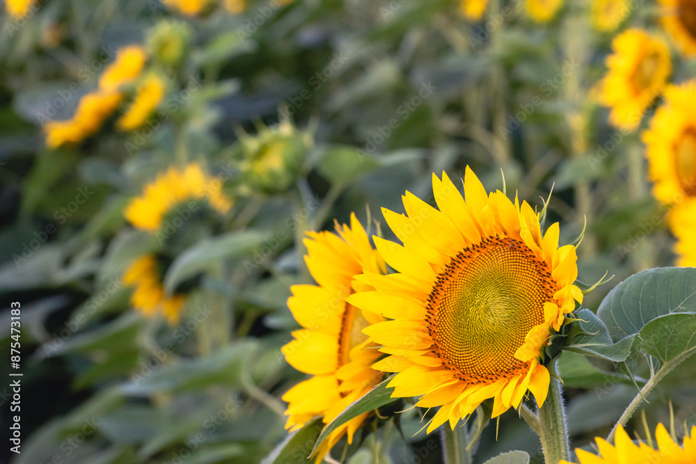 Fototapeta premium yellow sunflower field, summer, agriculture, beautiful 