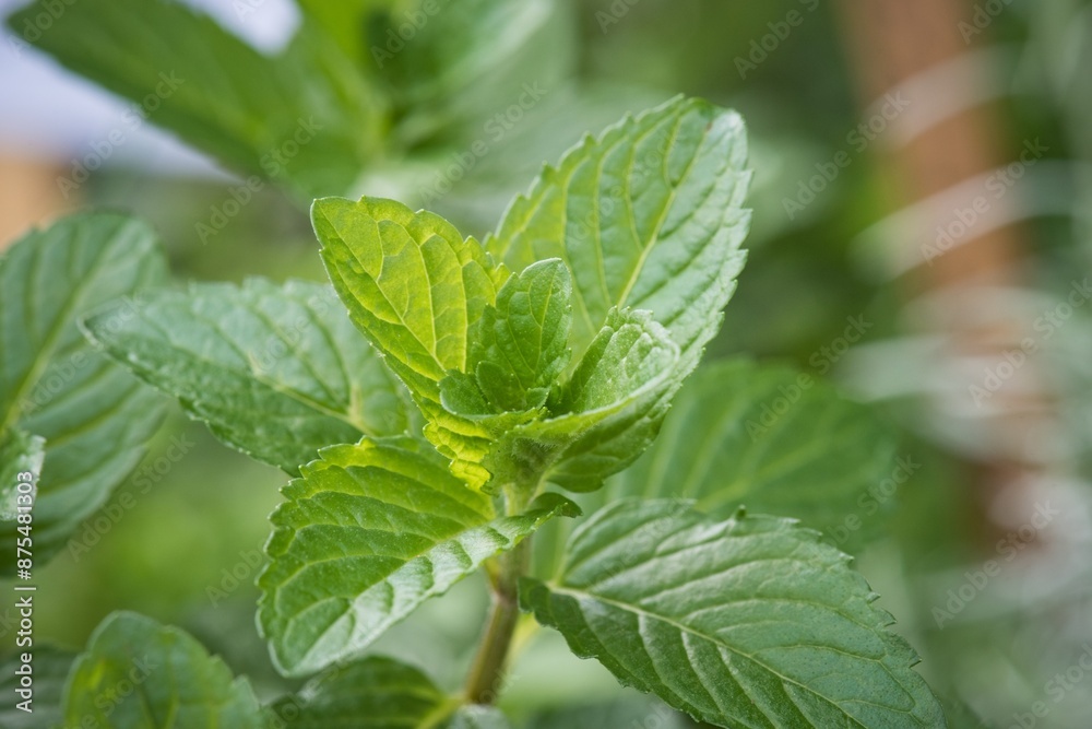 mint leaves in the garden mint leaves in the garden