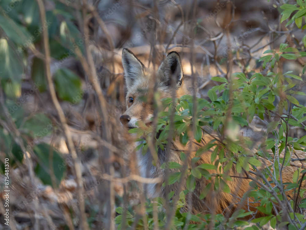 A concealed Red Fox lurking in the bushes A concealed Red Fox lurking in the bushes