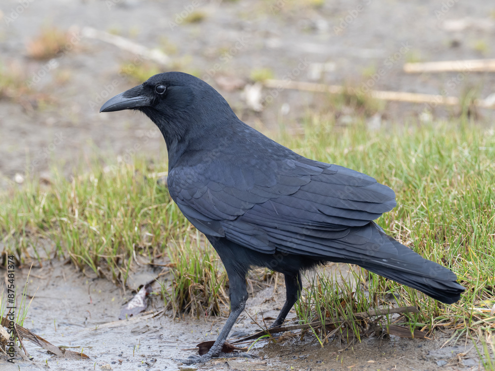 Close up portrait of an adult Fish Crow Close up portrait of an adult Fish Crow