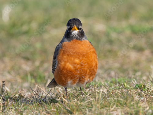 Close up head on shot of a male American Robin in fresh spring plumage