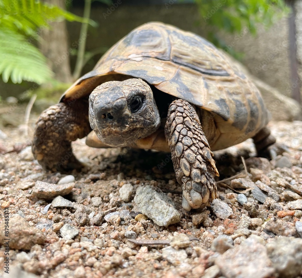 turtle on the ground