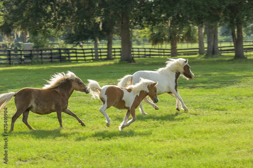 Herd of Miniature horse ponies race across grass pasture Herd of Miniature horse ponies race across grass pasture