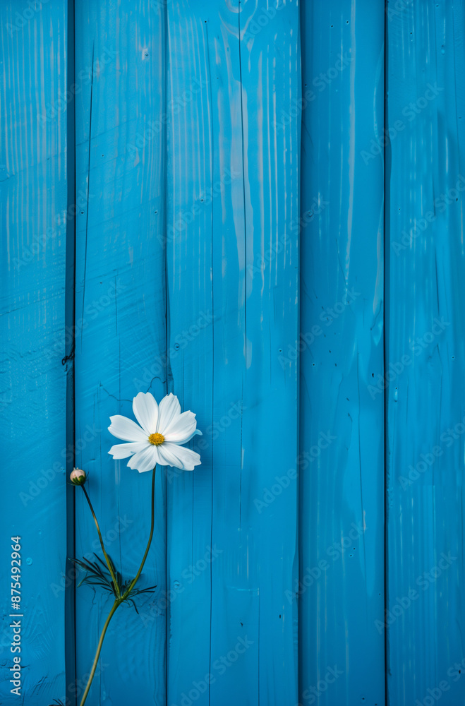 Obraz premium A blue wooden wall adorned with white flowers, offering a minimal and creative advertising concept with ample copy space for a company logo.