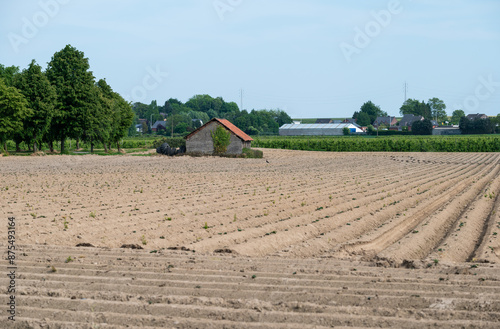 Potato plantations at a Flemish agriculture field around Hakendover, Belgium photo