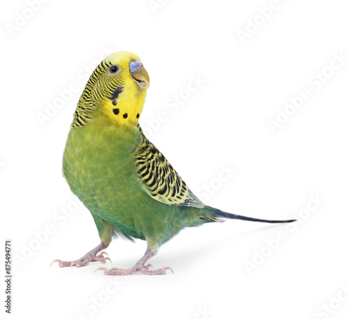 Foto Beautiful bright parrot on white background. Exotic pet