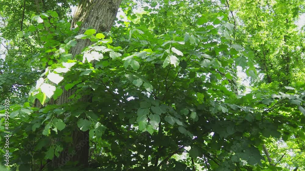 Tilia is genus of trees, bushes. Linden European species, basswood North American species. Old linden tree on Fruska Gora, Serbia. Young branches. Linden flower tea has pleasing taste Tilia is genus of trees, bushes. Linden European species, basswood North American species. Old linden tree on Fruska Gora, Serbia. Young branches. Linden flower tea has pleasing taste