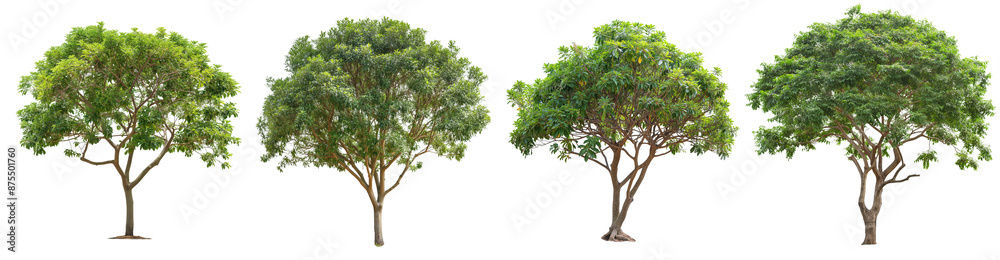 Obraz premium spring or summer fresh green tree collection set PNG isolated transparent background