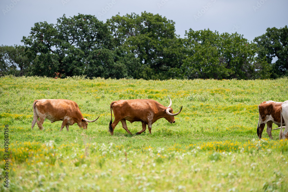 Longhorn cattle with long, curved horns walking through a grassy pasture full of bright, yellow flowers on a warm, summer afternoon. Longhorn cattle with long, curved horns walking through a grassy pasture full of bright, yellow flowers on a warm, summer afternoon.