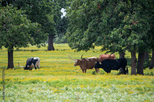 A herd Longhorn cattle grazing and relaxing in a pasture full of yellow flowers and trees offering shade to cool off under. photo