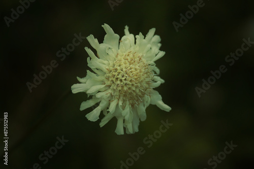 Yellow scabious © Angie