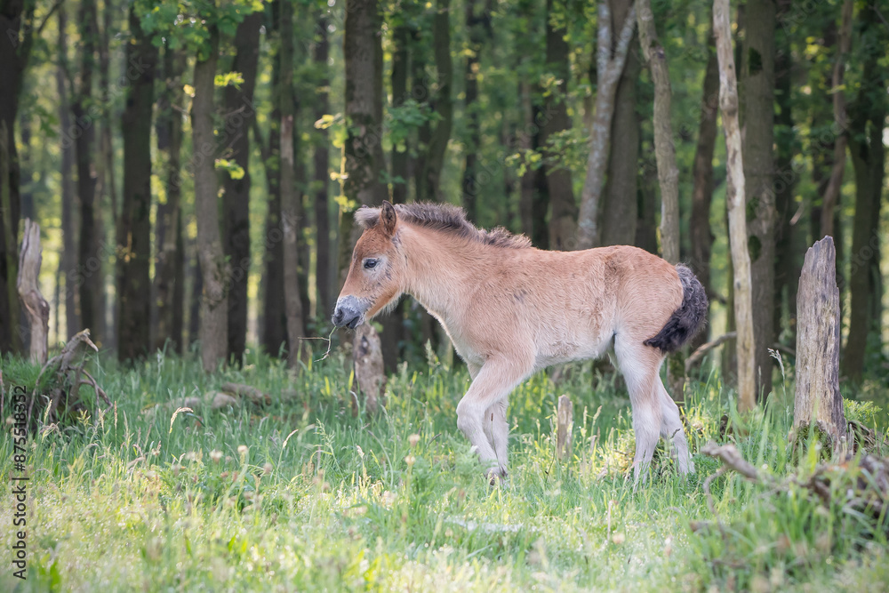 Exmoor Pony foal